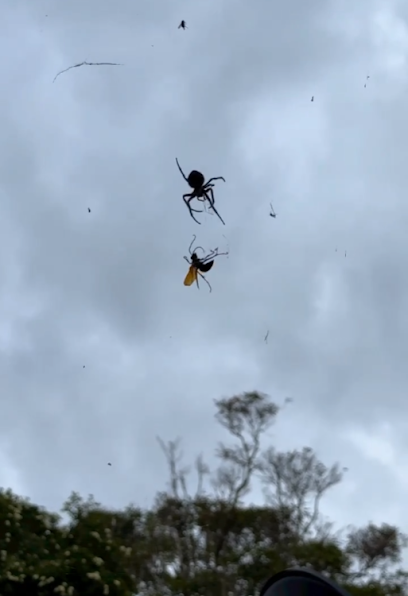 All Seasons Pest Control