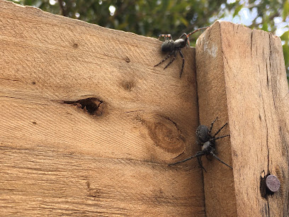 Mr Pest Controller Melbourne