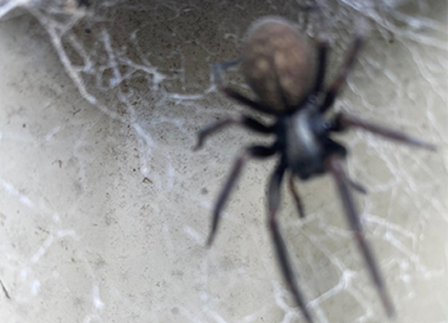 OZ PEST CONTROL CANBERRA