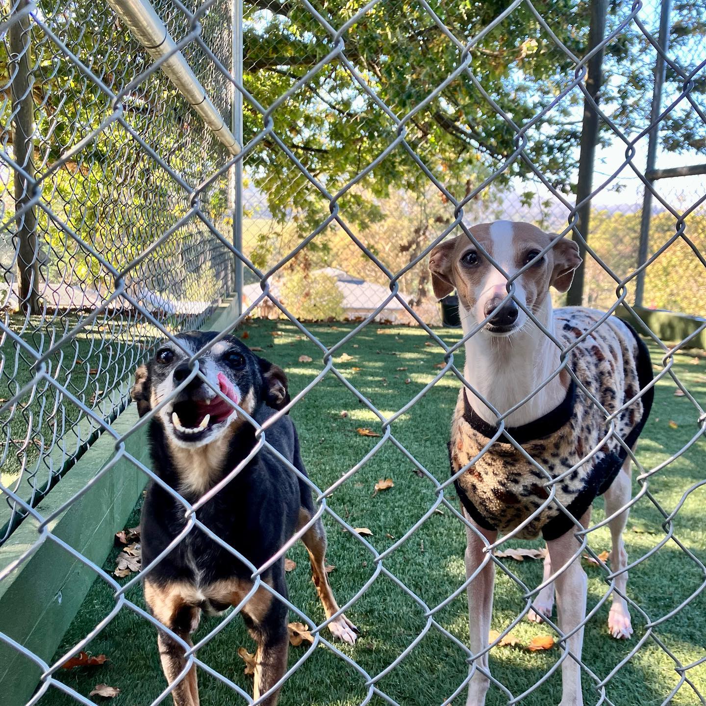 A Dogs Domain and Cats too